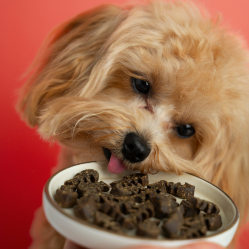 Quality and Innovation in Dog Food