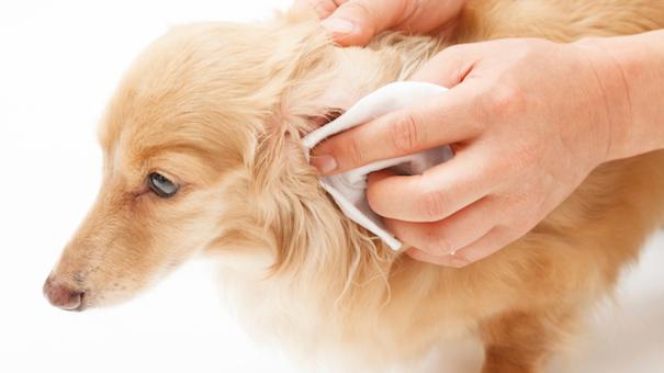 Petter Pet Grooming Wipes 80 Pulls x 4 Packs (Savers Bundle) - Animall Philippines