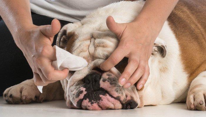 Petter Pet Grooming Wipes 80 Pulls x 4 Packs (Savers Bundle) - Animall Philippines